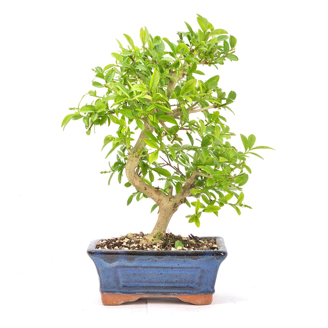 Gewöhnlichen Liguster ‚Ligustrum vulgare‘